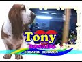 corazon ya no sufras tony rosado
