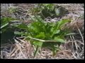 Permaculture Part 2
