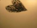 videos de 2D hw stopmotion