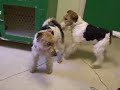 Fanja and Ben