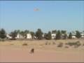 odie wants to fly