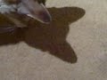 The siamese cat vs. the spider The siamese cat vs. the spider