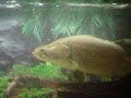 Pet barramundi\