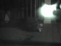 Baby Raccoon & His Teddybear Baby Raccoon & His Teddybear