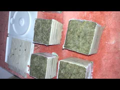 how to transplant seedlings after germination