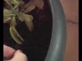 Plante carnivore