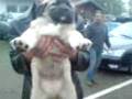 videos de Sisko Kangal yavru!Fat sweet turkish kangal puppy! ☺