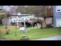 Alaska Bull Moose Street Fighting