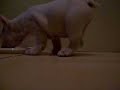 Hungry french bulldog puppy doing a handstand