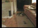 Zoom Zoom Zoomies!!!  The Shih Tzu 500