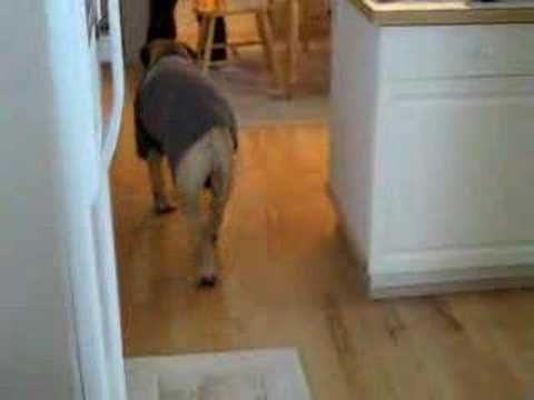 bullmastiff
