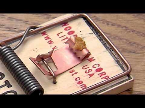 how to set a mousetrap