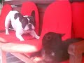 French bulldog vs cat