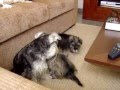 Schnauzer Miniatura video