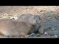 Black-Tailed Prairie Dog Black-Tailed Prairie Dog