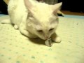 �뤤�Τ�ǭ��ɹ�򤢤��Ƥߤ���CAT & ICE:YouTube������=35��