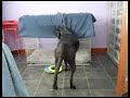 Dog tucks him self into bed