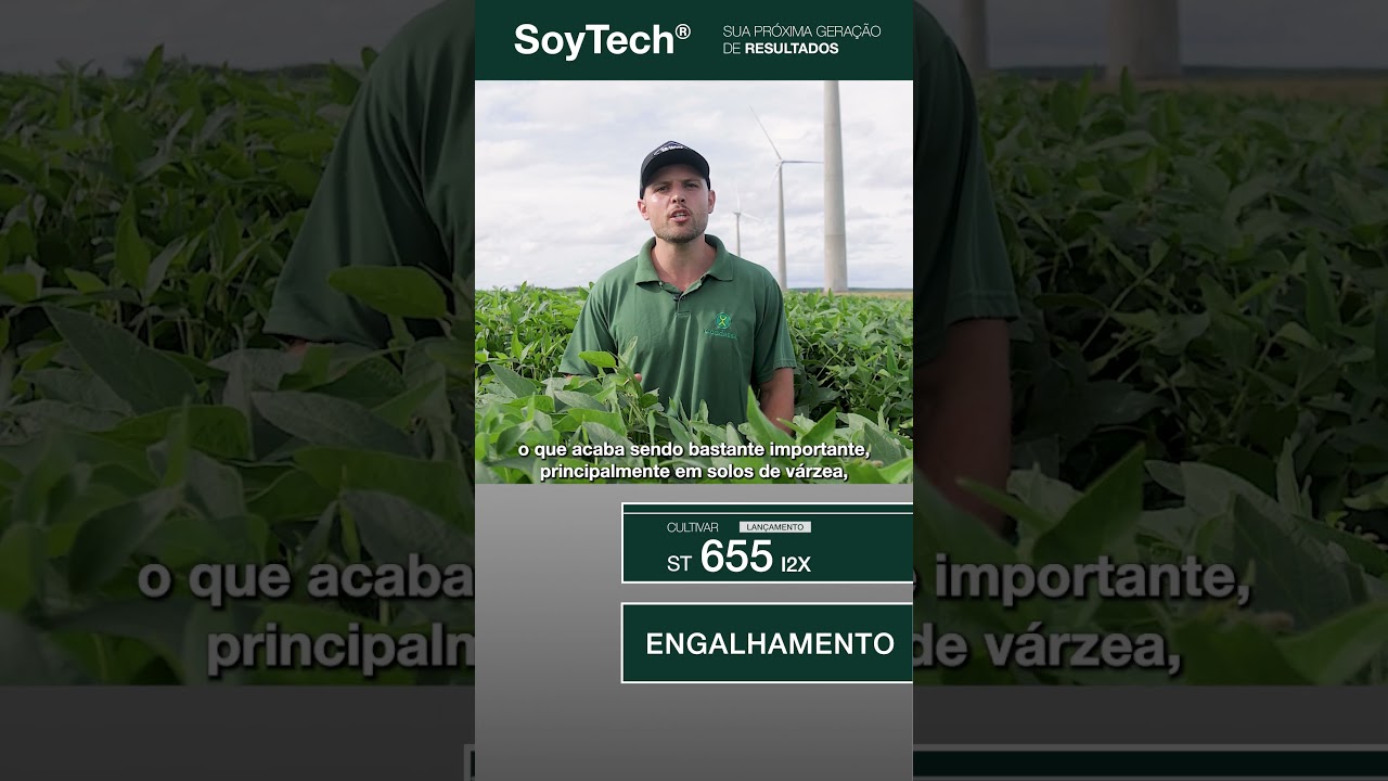 Lançamento ST 655 I2X: como a cultivar reagiu ao excesso de chuva e à seca