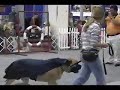 Dogshow Dogshow