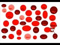3GP Video Format