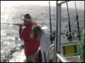 Gag Grouper Diggin in Tampa by apollobeachsam Gag Grouper Diggin in Tampa by apollobeachsam