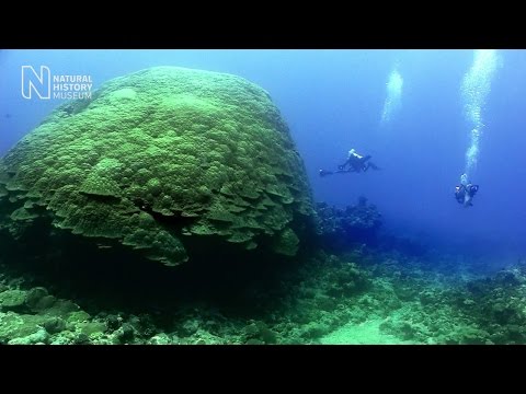 Join a dive to see the largest corals on Earth