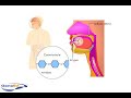GI Anatomy: Oral Cavity Mechanics