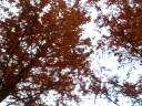 Metasequoia Tree Street Road Metasequoia Tree Street Road