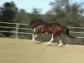 Secret Class APHA Overo Stallion Secret Class APHA Overo Stallion