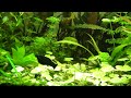 Acquario di 100 litri di Giuseppe Giunta - Black Molly (Poecilia sphenops)
