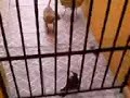 chihuahe�o vs zanate