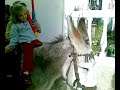 Tres en un burro