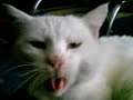 Lazy Cat