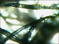 Cellulose fibre matrix - agacell for hydroseeding Cellulose fibre matrix - agacell for hydroseeding