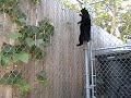 Spider Cat
