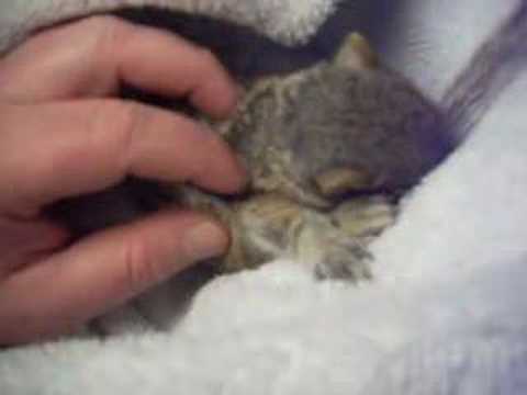 Watch 'Baby Squirrel Massage'