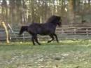 3 Runden Piefke (Gwydion Llacheu)
