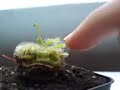 Drosera burmannii Drosera burmannii