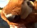 DriveAbout 147 - Yellowstone N. P. (Italian)