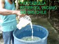 Elaboración de un biopesticida en conjunto con productores del área de influencia de la BEDR No 81 en Tabasco ... sep sems dgeta bedr81 pesticida organico fertilización produccion cultivos cunduacan tabasco 