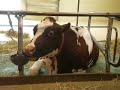 Cow chews its food Cow chews its food