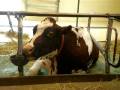 Cow chews its food