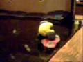 PACMAN COME COCOS PLASTILINA 0001