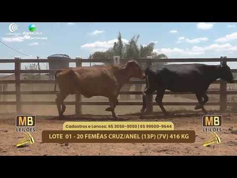 516� LEIL�O VIRTUAL MB LEIL�ES
