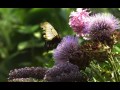Vlinder landt op bloem