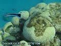 Red Sea fish - ???? ??? ????? ????
