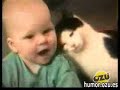 sustos y saltos de gatos