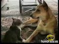 sustos y saltos de gatos