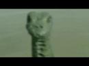 Tiny Tim blinks