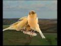 Naturaves - (Postura) Yorksire.avi